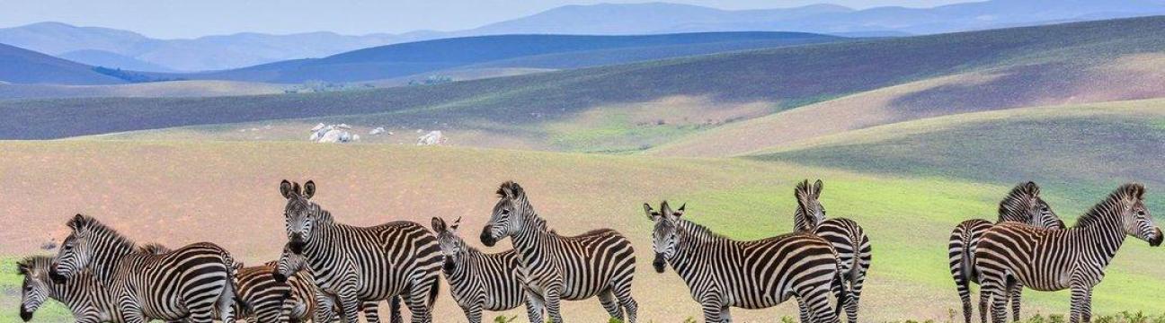 African Hub