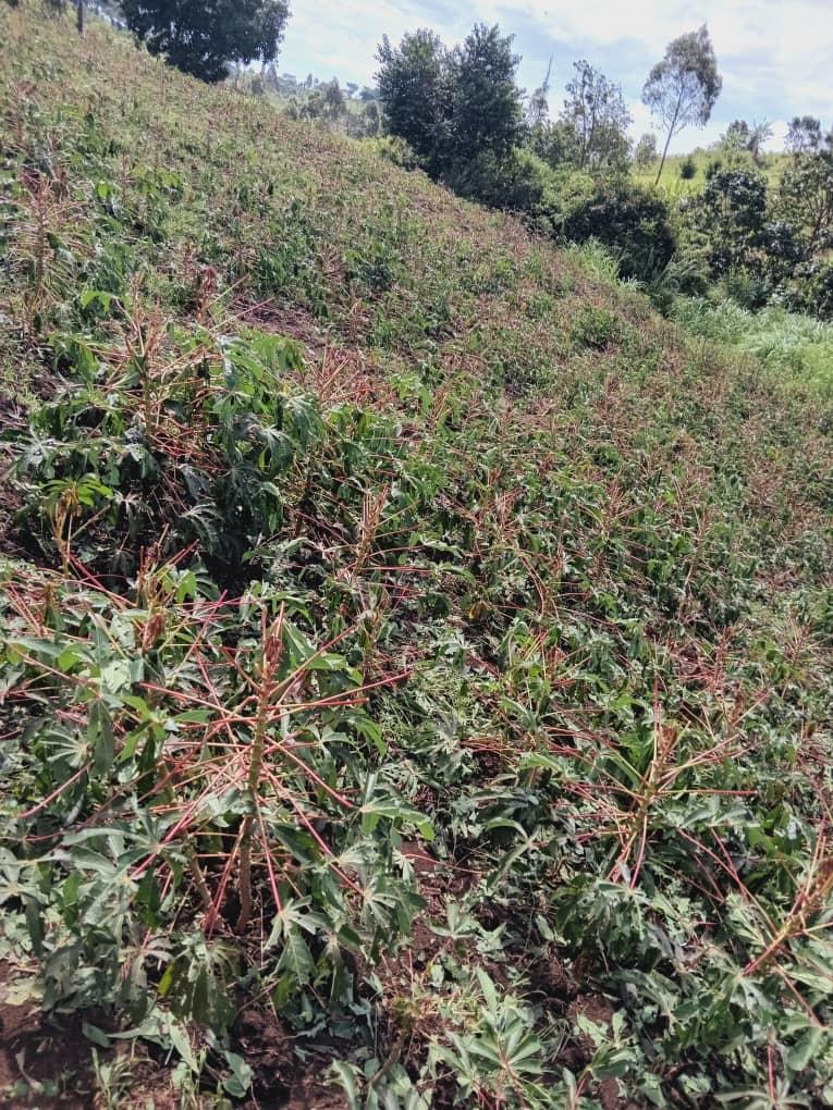 Melki Onyutha Orwothuwun, the LCIII chairperson of Padea town council described the damaged caused as immense.