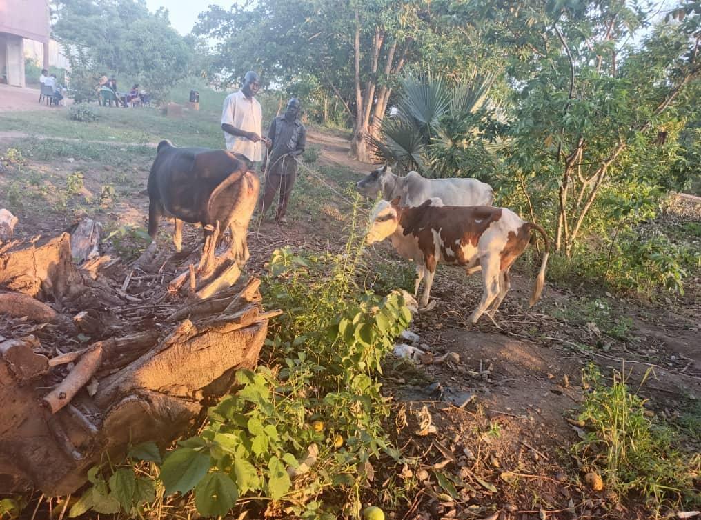Suspected thieves Abandon Vehicle with Stolen Livestock in Arua