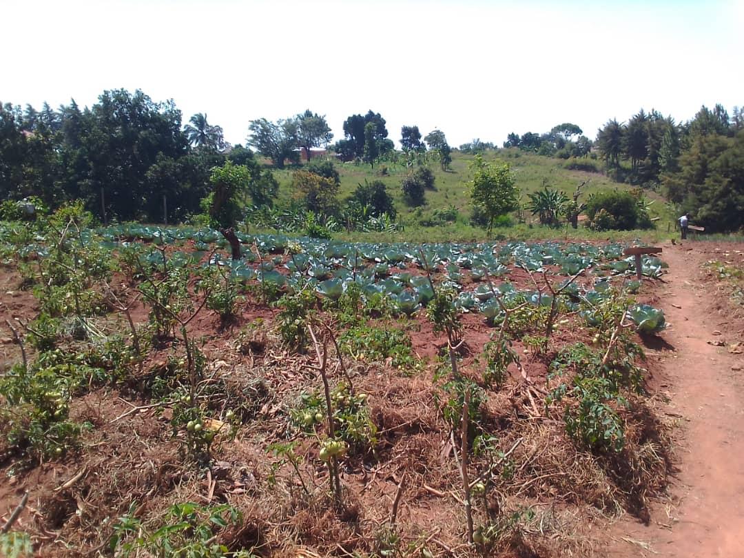 CEFORD Empowers Over 1,000 West Nile Youths in Commercial Agriculture
