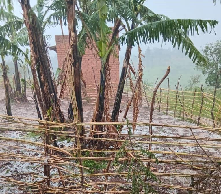 Hailstorms ravaged crop friends