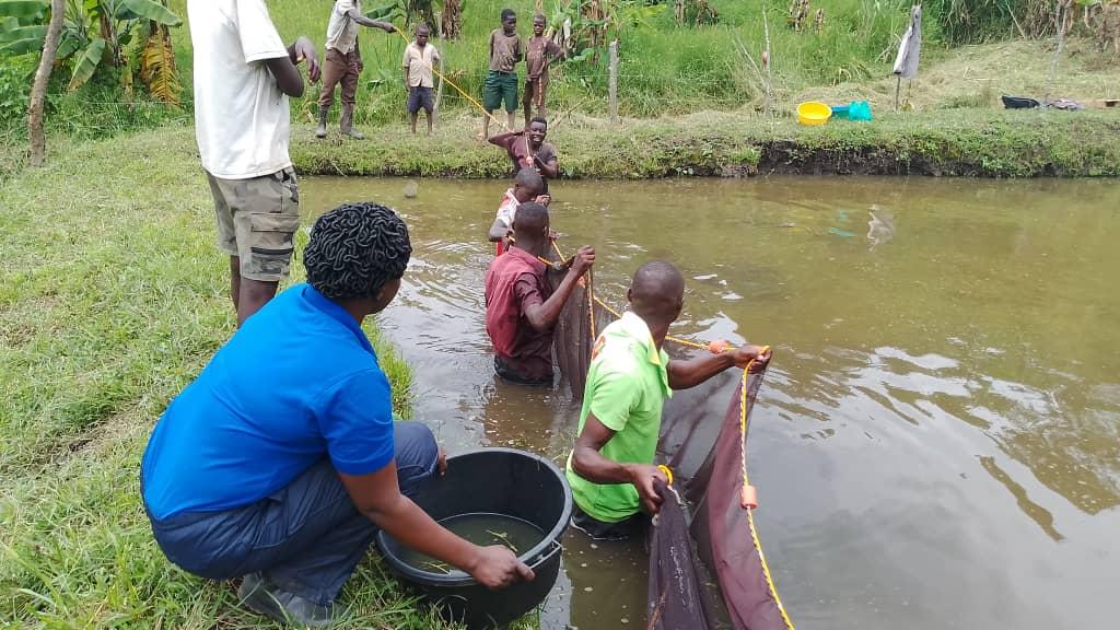 Caritas Nebbi Catholic Diocese Boosts fish farming in Zombo and Nebbi