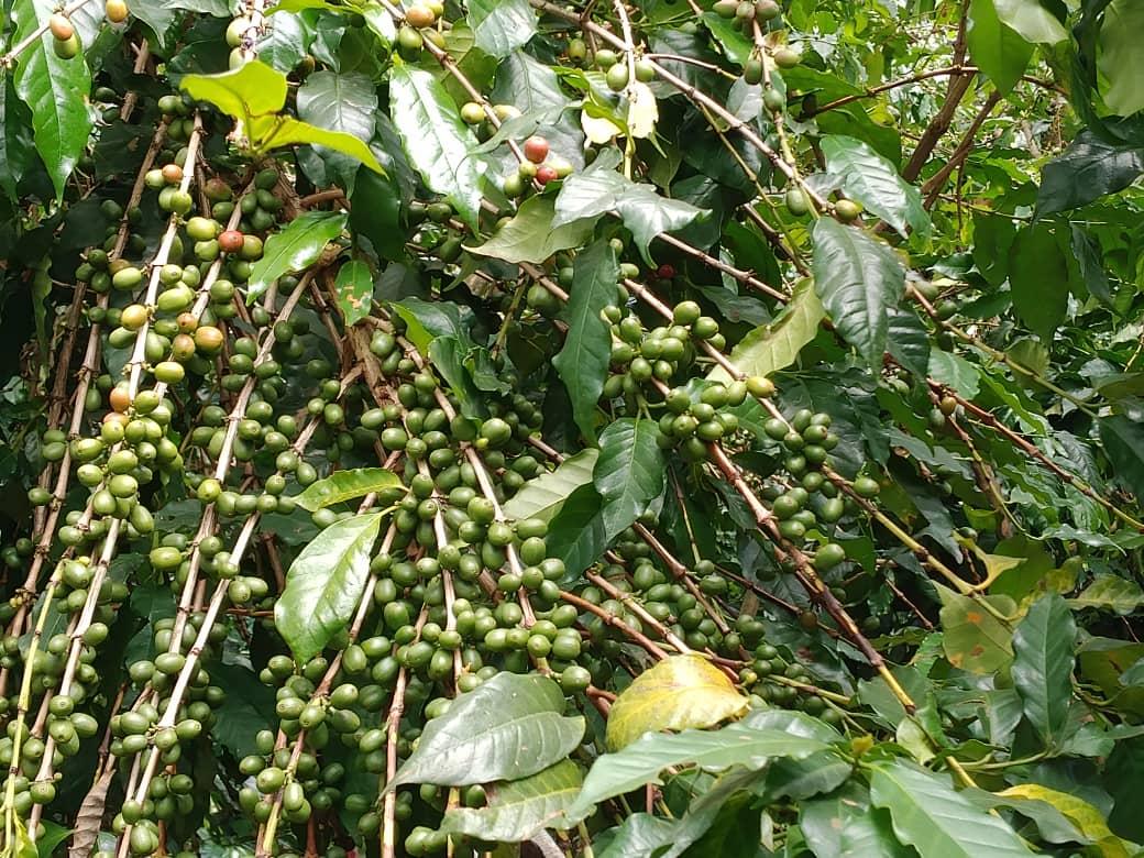 Some of the coffee yields of farmers in the   area.