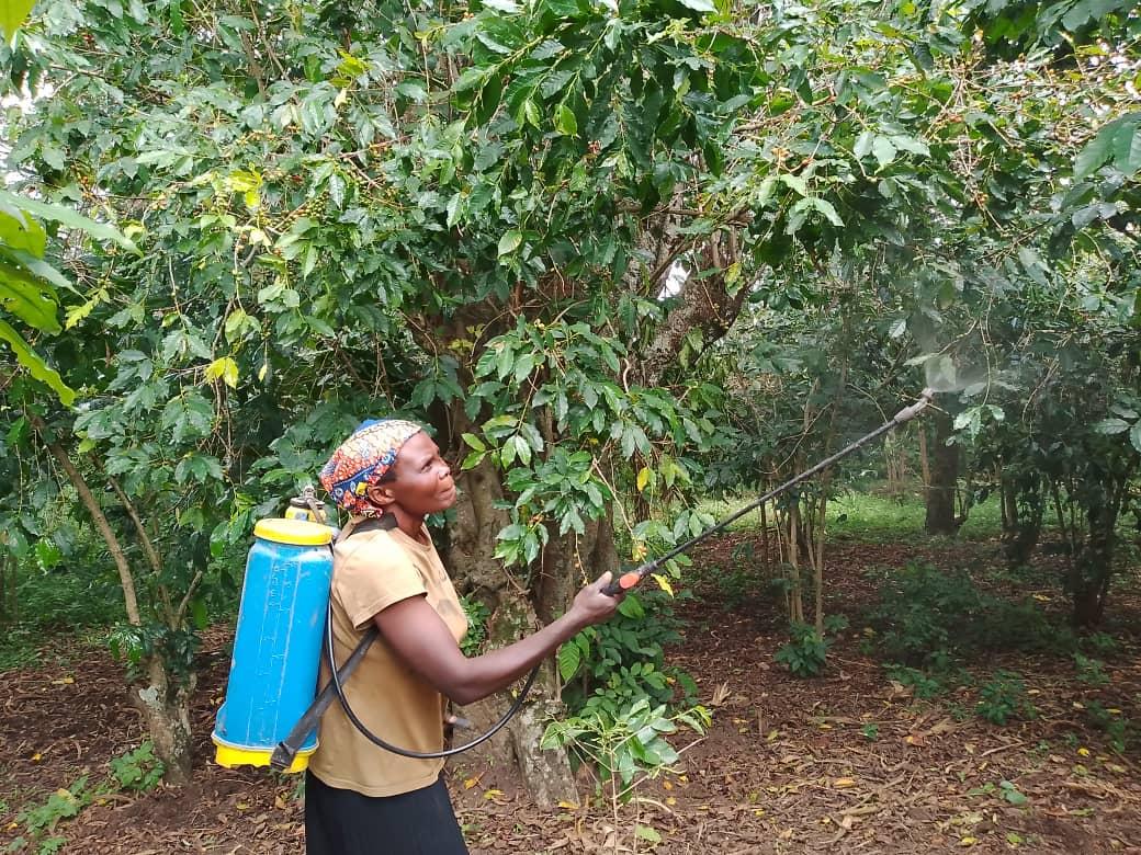 Jovia Akutu, a coffee farmer spray her coffee plants using locally produced bio liquid fertilizer in Ayida Village, Pakia Parish, Warr Sub-County, Zombo District.