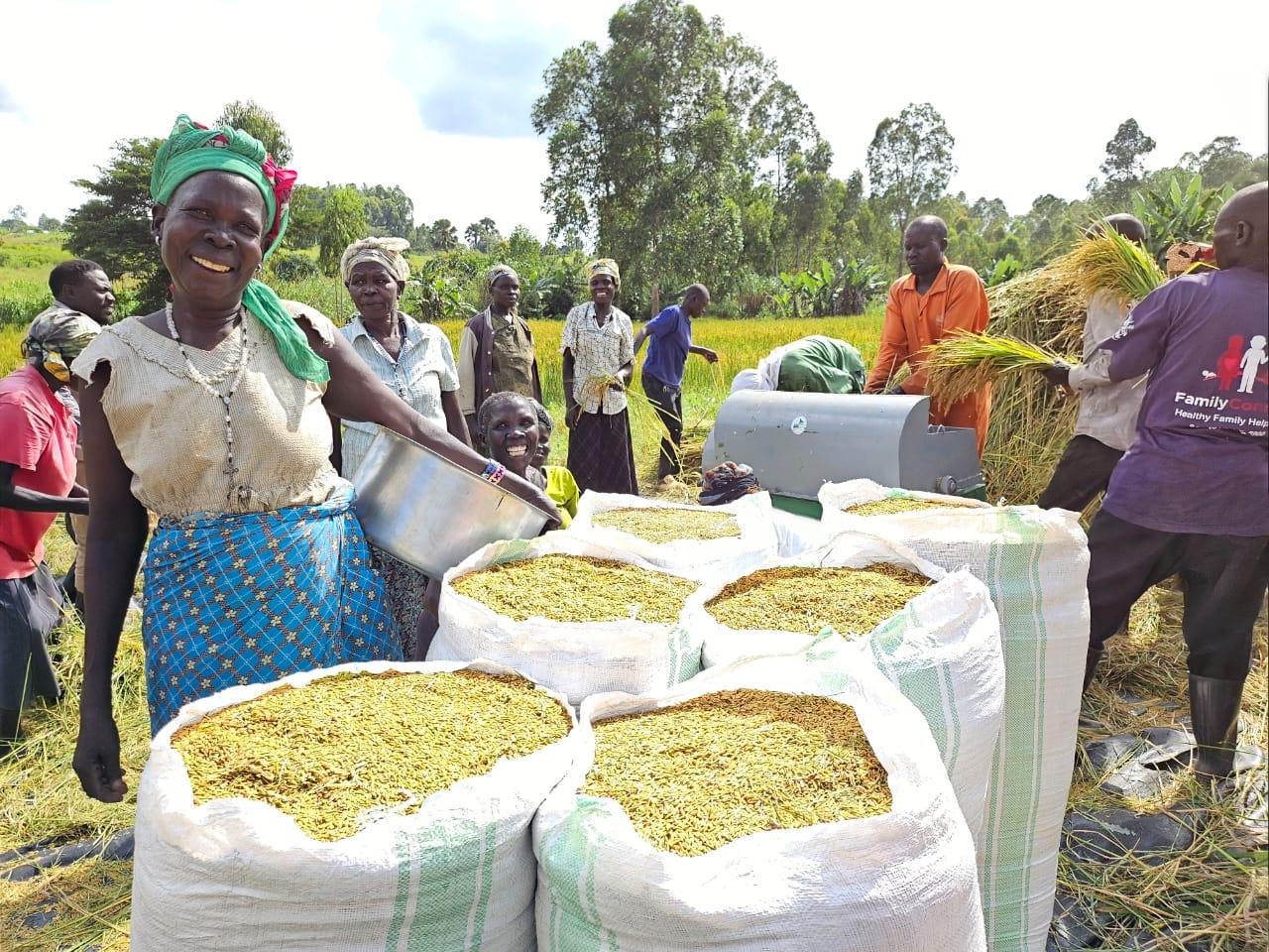 West Nile farmers celebrate after gaining morden skills for rice production from MAAIF and JICA in Maracha district. Photo by Alex Pithua