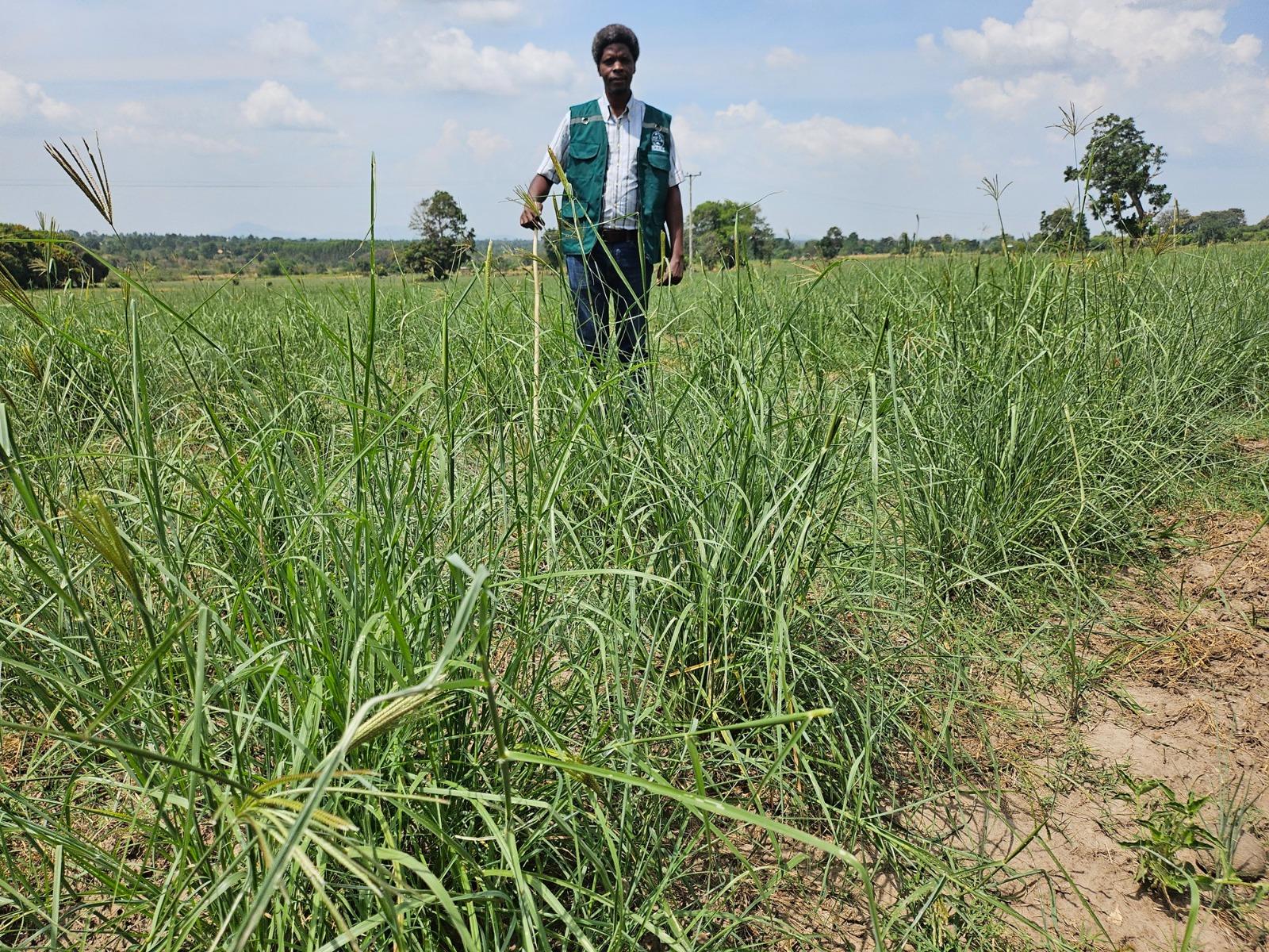 Dr. Babigumira Brian in a field of Chloris pasture established at the NARO institute in Serere. Photo by Alex Pithua