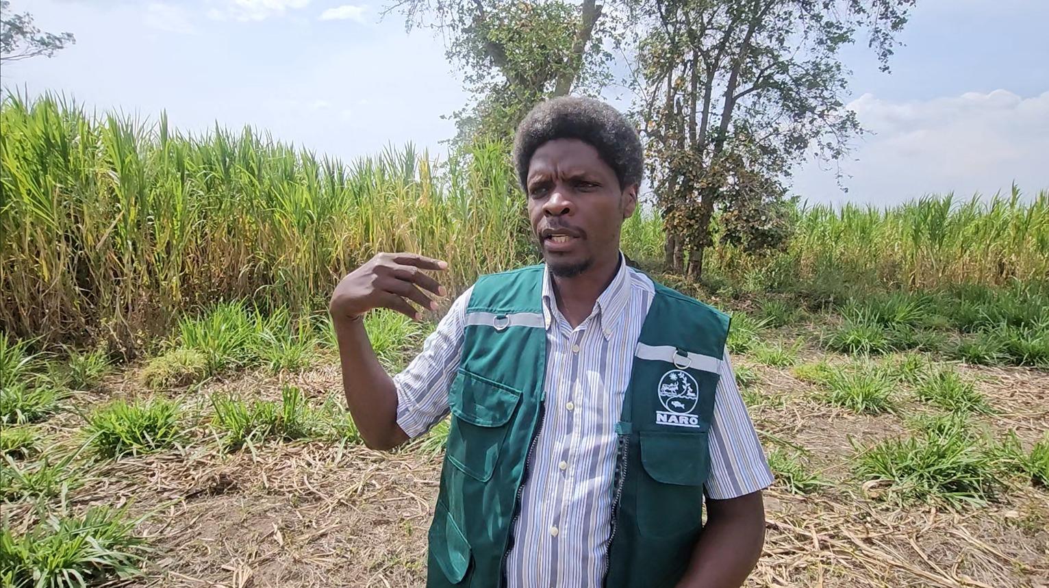 Dr. Babigumira Brian speaking from some of the pasture fields that have been established at the NARO institute in Serere. Photo by Alex Pithua