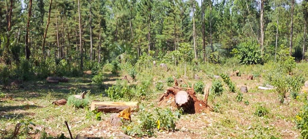 Community woodlot planted outside the reserve