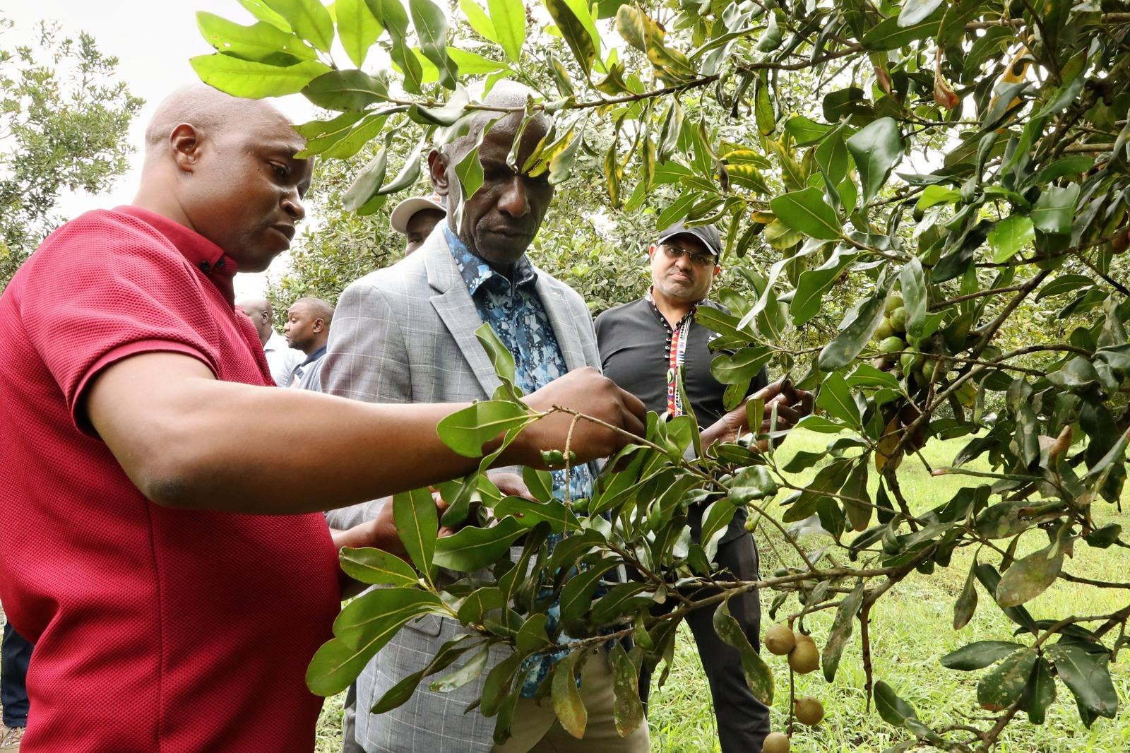 NARO Director General, Dr. Yona Baguma (center), the Amafh Farm Managing Director, Morvi Amis (right) and another staff inspect a Macadamia plant at the farm in Mityana during the visit