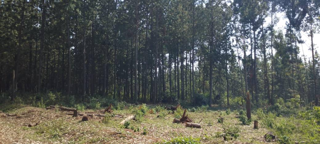 Community woodlot planted outside the reserve