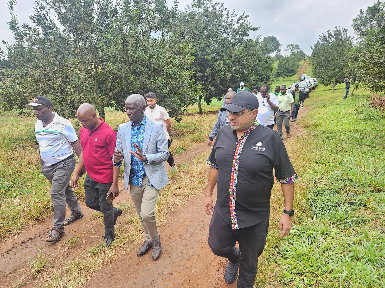 NARO Director General, Dr. Yona Baguma (center), the Amafh Farm Managing Director, Morvi Amis (right) and other staff inspect the 750 acre Macadamia farm in Mityana. By Alex Pithua
