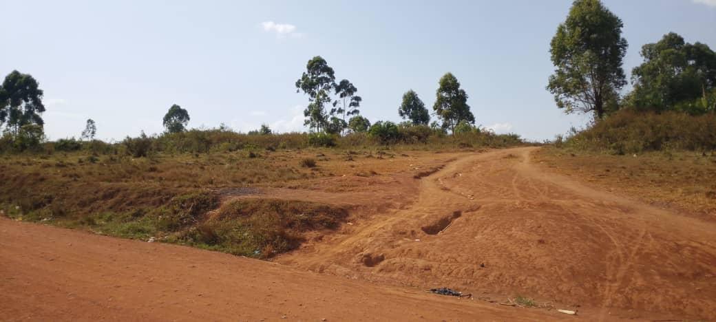 Degraded section of Lendu Forest showing stumps and charcoal mounds