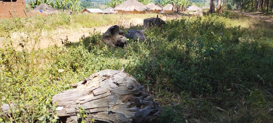 Degraded section of Lendu Forest showing stumps and charcoal mounds