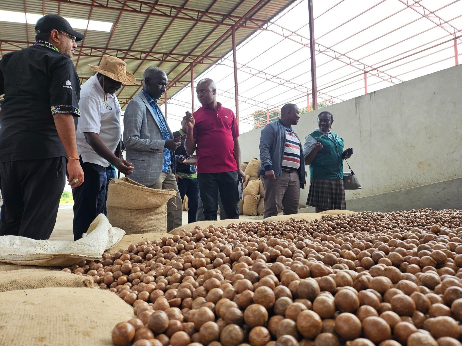 NARO Director General, Dr. Yona Baguma (thrid left), the Amafh Farm Managing Director, Morvi Amis (left) and other team members inspect Macadamia nuts at the farm in Mityana. By Alex Pithua