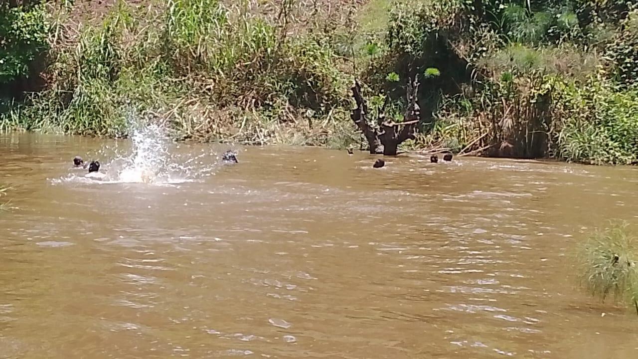 Divers searching for the bodies.