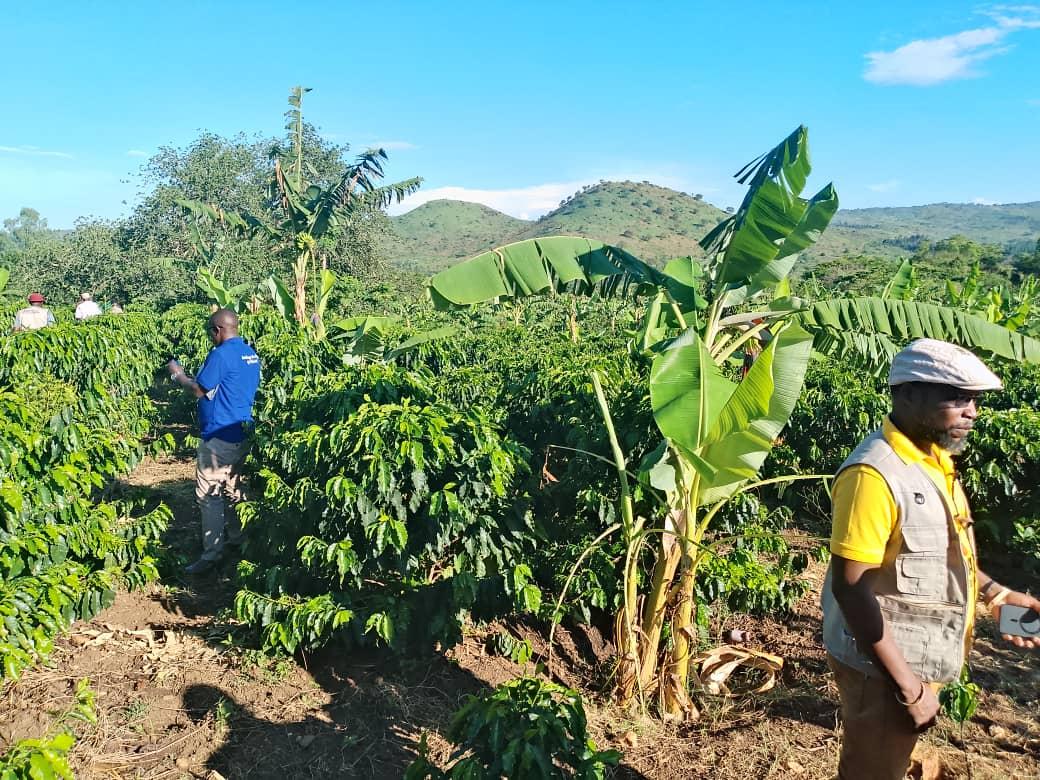 The coffee plantation on polla mixed farm limited