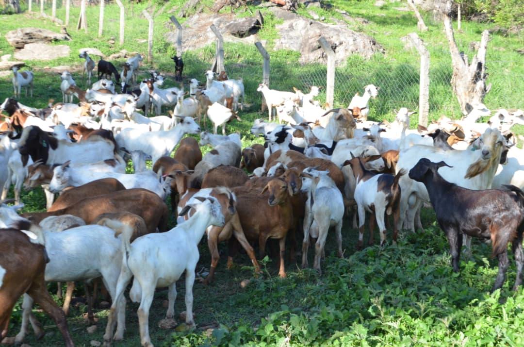 Some of the livestocks