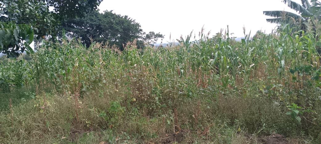 Sunshine destroyed maize in Zombo district. Photo by Alex Pithua
