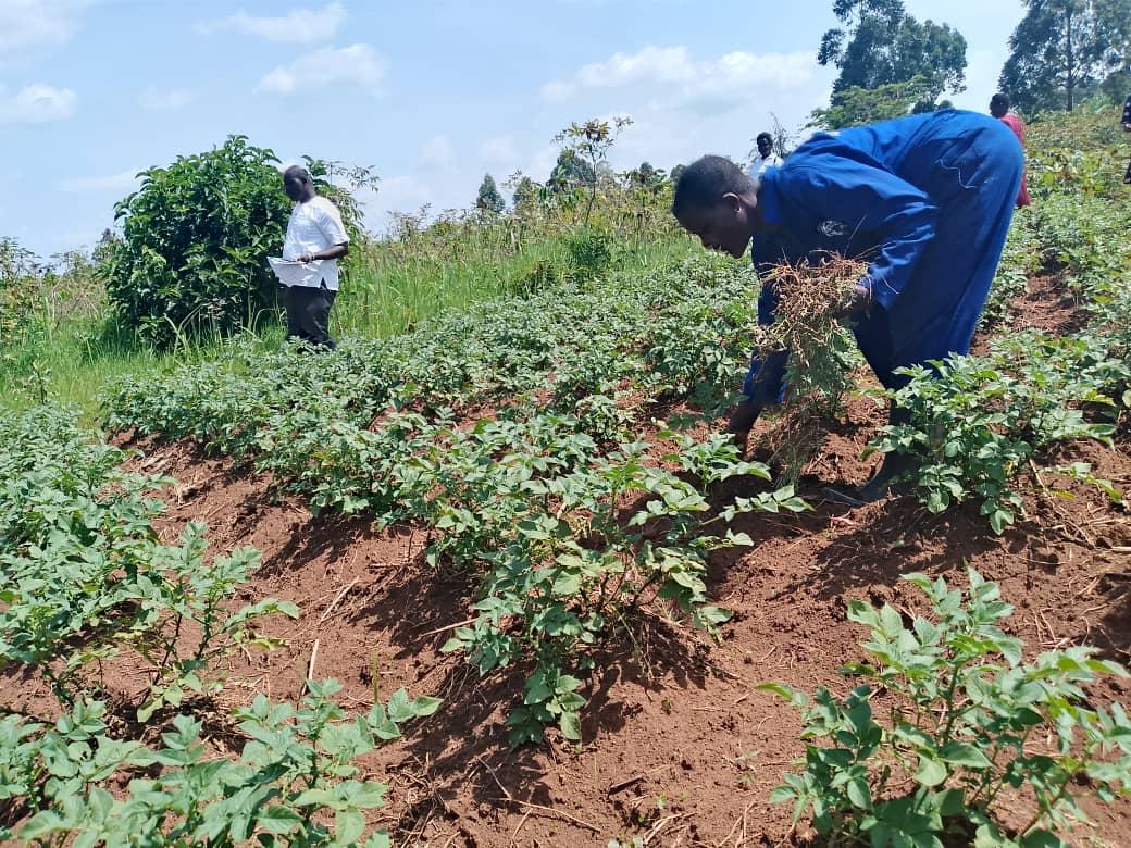 A young farmer in Oliri Village, Alangi sub county weeds her garden.