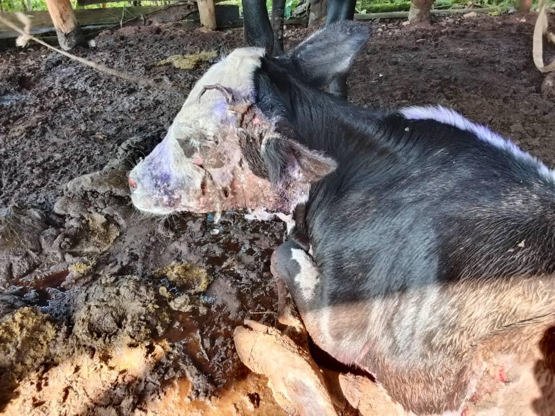 Picturesof the animal Suspected skin photosensitization and subsequent secondary bacterial infection through the skin wound due to animal persistently feeding on lantadane A  from lantana Camara causes such a condition Solution  Remove animal from source of the toxin and manage animal against secondary bacterial infection