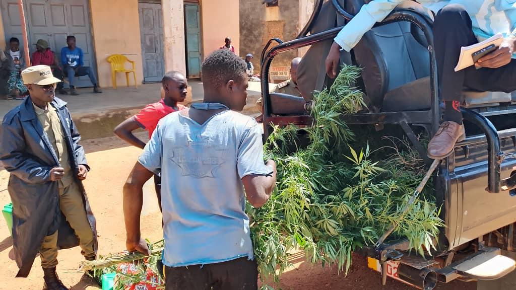 Suspect offloading fresh cannabis uprooted from his garden